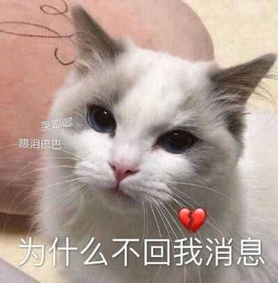 发给男朋友的猫猫表情包