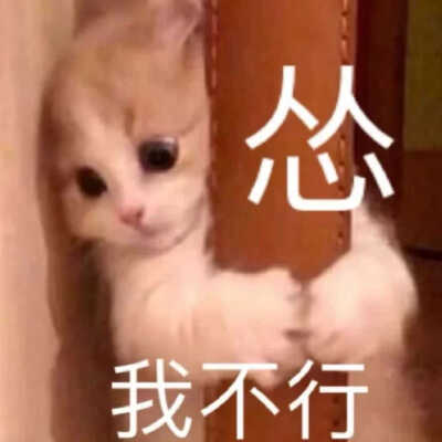 发给男朋友的猫猫表情包