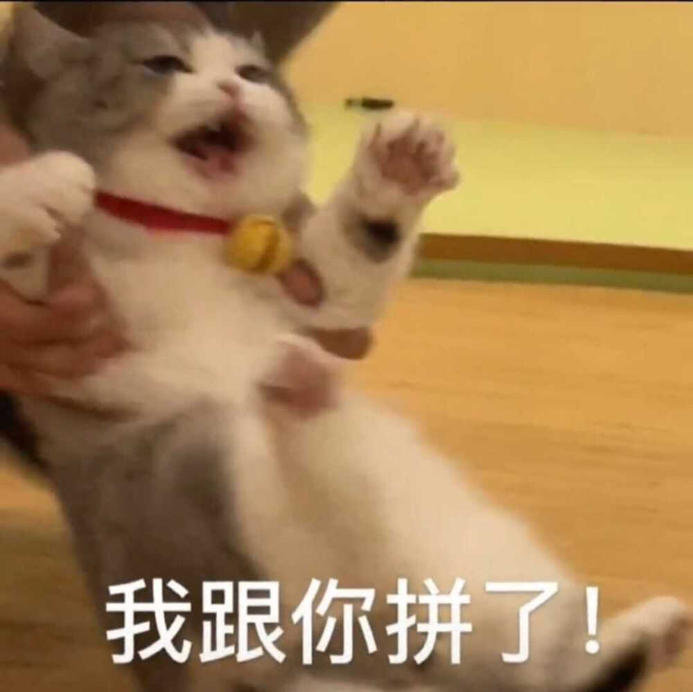 发给男朋友的猫猫表情包