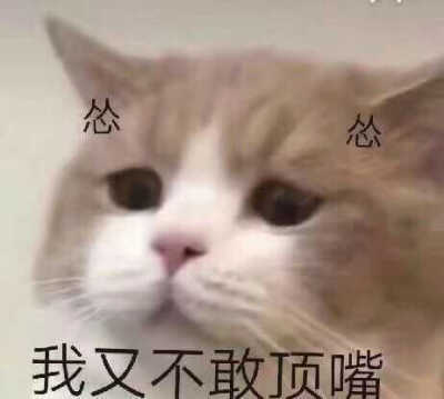 发给男朋友的猫猫表情包