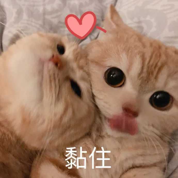 发给男朋友的猫猫表情包