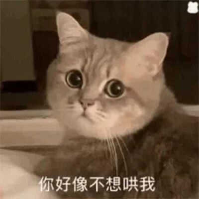 发给男朋友的猫猫表情包