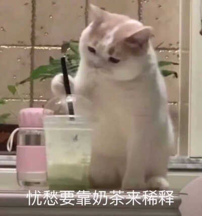 发给男朋友的猫猫表情包