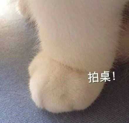 发给男朋友的猫猫表情包