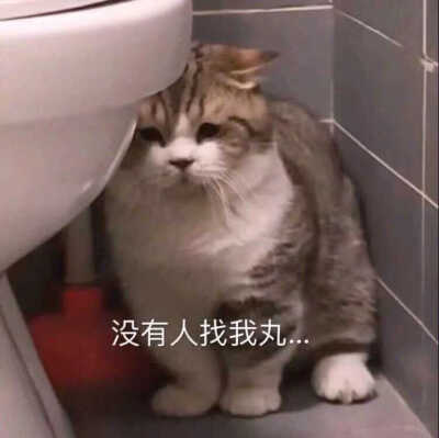 发给男朋友的猫猫狗狗表情包