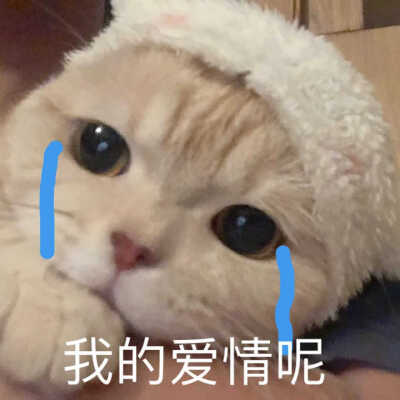 发给男朋友的猫猫狗狗表情包