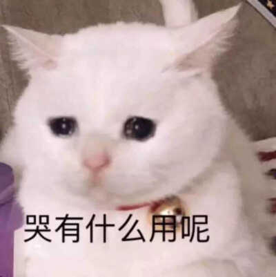 发给男朋友的猫猫狗狗表情包