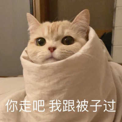 发给男朋友的猫猫狗狗表情包