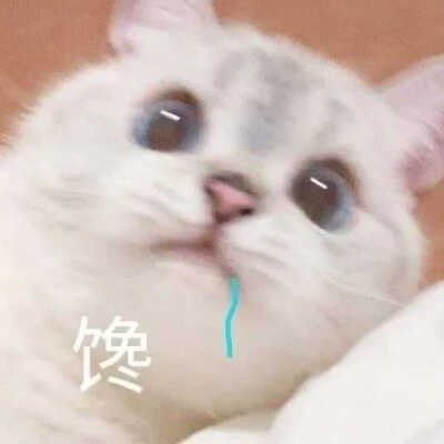 发给男朋友的猫猫狗狗表情包