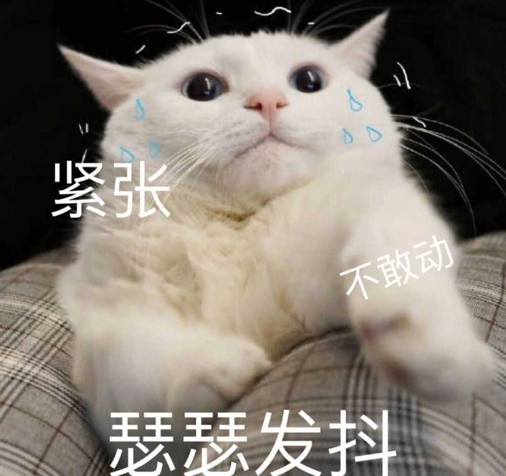 发给男朋友的猫猫表情包