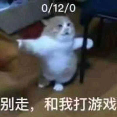 发给男朋友的猫猫表情包