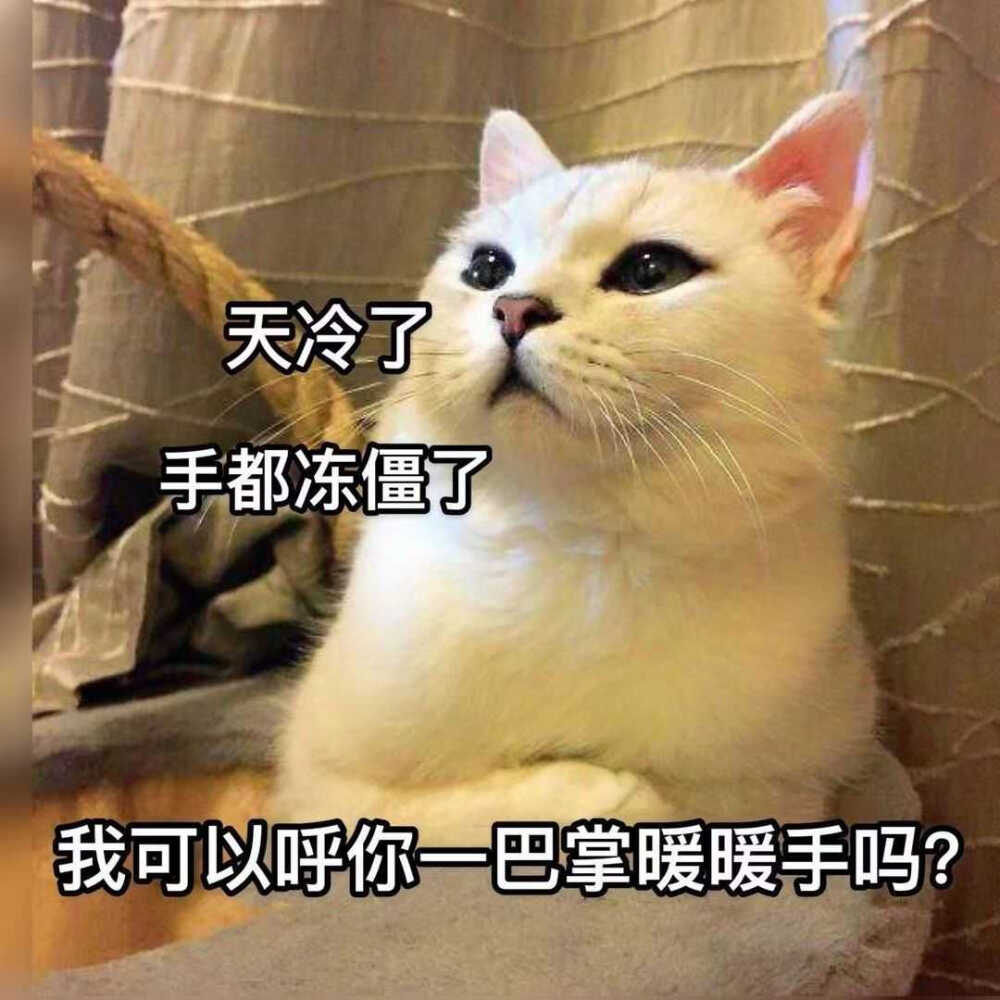 发给男朋友的猫猫表情包