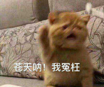 发给男朋友的猫猫表情包