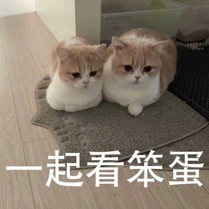 发给男朋友的猫猫表情包