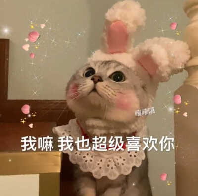 发给男朋友的猫猫表情包