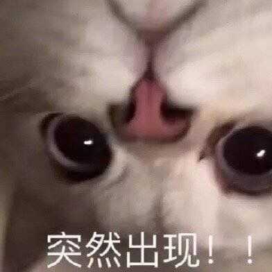 发给男朋友的猫猫表情包