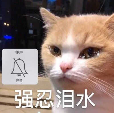 发给男朋友的猫猫表情包