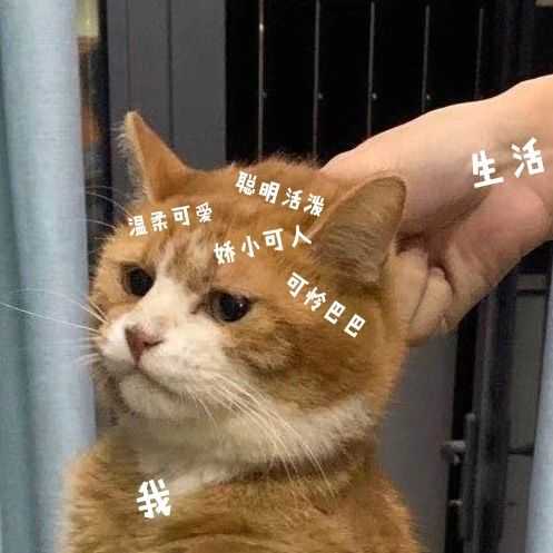 发给男朋友的猫猫表情包