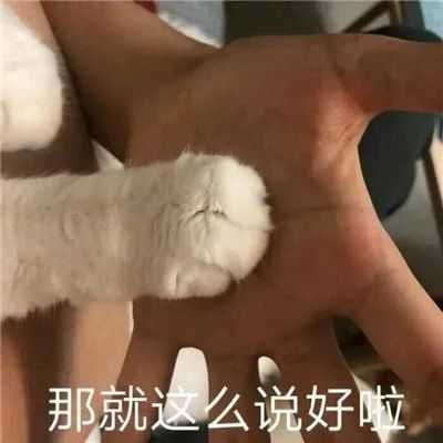 发给男朋友的猫猫表情包