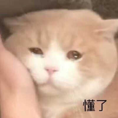 发给男朋友的猫猫表情包