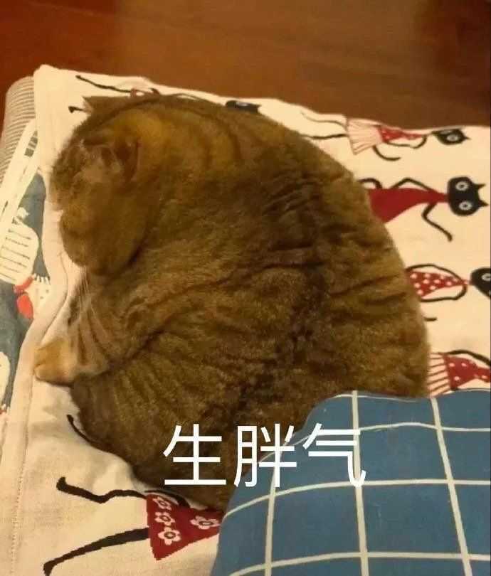 发给男朋友的猫猫表情包