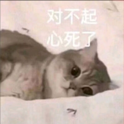 发给男朋友的猫猫表情包