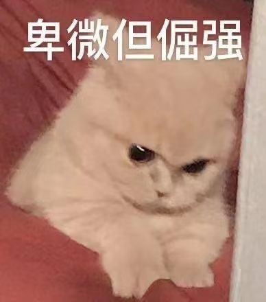 发给男朋友的猫猫表情包