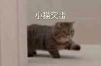 发给男朋友的猫猫表情包