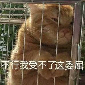 发给男朋友的猫猫表情包