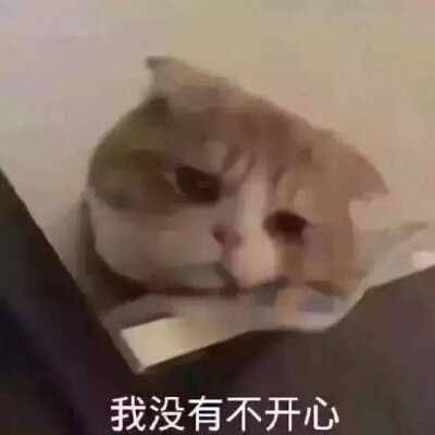 发给男朋友的猫猫表情包