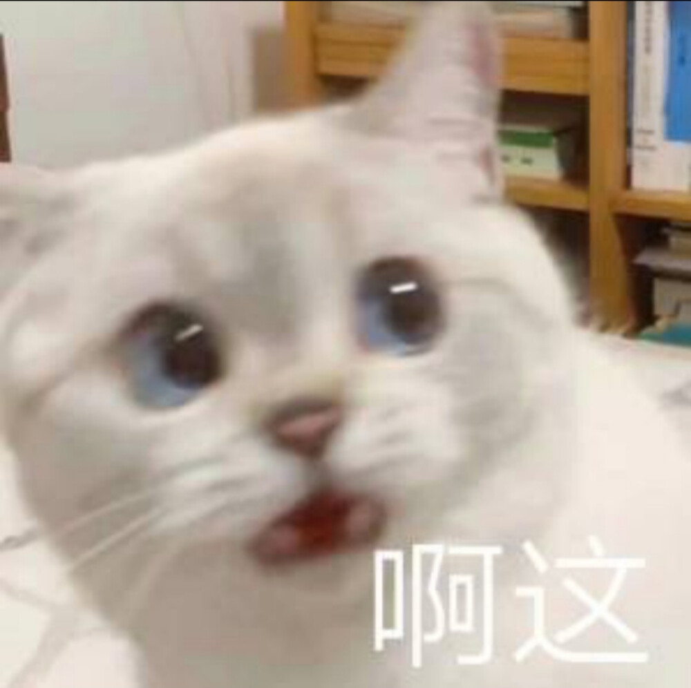 发给男朋友的猫猫表情包