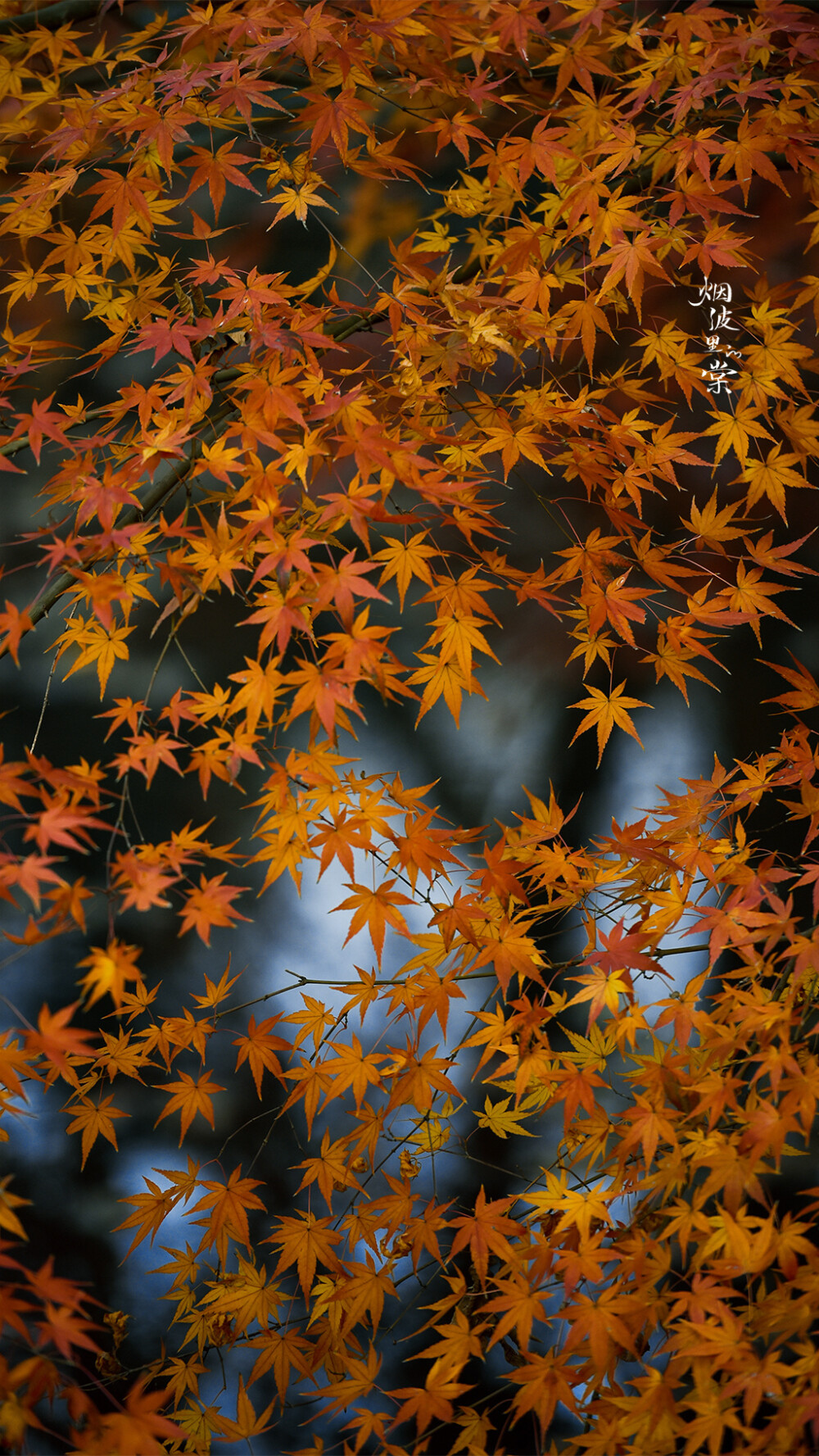 山远天高烟水寒，相思枫叶丹