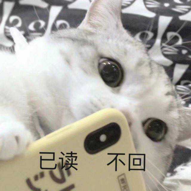 猫猫表情包