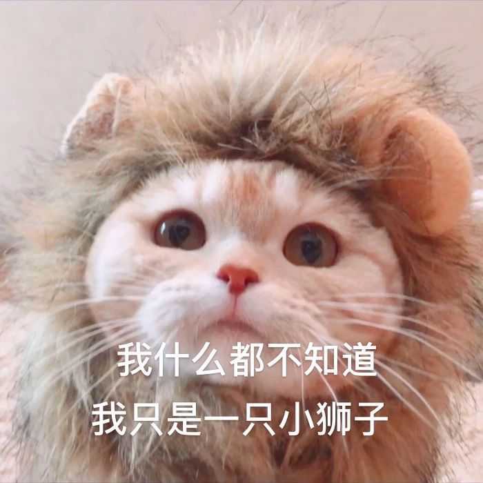 猫猫表情包