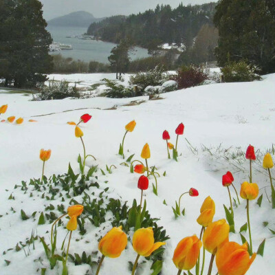 雪地郁金香真的好绝
蓝白黄背景图