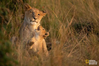 丛中母子
马赛马拉国家保护区（Maasai Mara）是肯尼亚西南部的一个大型猎物禁猎区，位于肯尼亚裂谷省纳罗克附近，与坦桑尼亚北部塞伦盖蒂国家公园无缝对接。目前保护区面积有1510平方公里。摄影： TOM THOMSO…