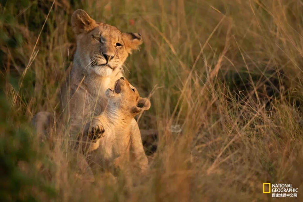 丛中母子
马赛马拉国家保护区（Maasai Mara）是肯尼亚西南部的一个大型猎物禁猎区，位于肯尼亚裂谷省纳罗克附近，与坦桑尼亚北部塞伦盖蒂国家公园无缝对接。目前保护区面积有1510平方公里。摄影： TOM THOMSON