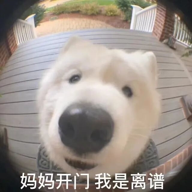 狗狗猫咪表情包