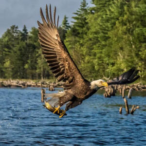 海雕捕鱼白头海雕(haliaeetus leu… - 高清图片,堆糖,美图壁纸兴趣