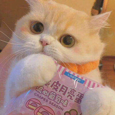 可爱的猫咪情头