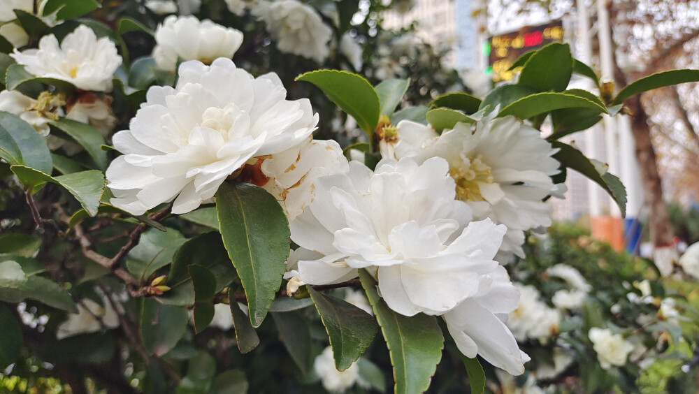 美丽吉安：白色茶梅 花开曼妙多姿