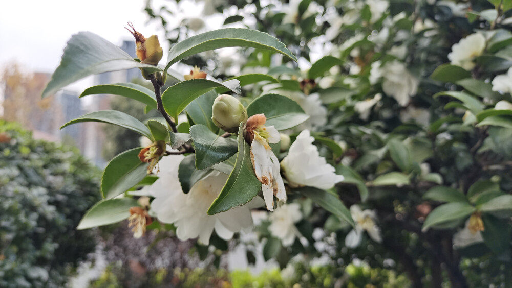 美丽吉安：白色茶梅 花开曼妙多姿