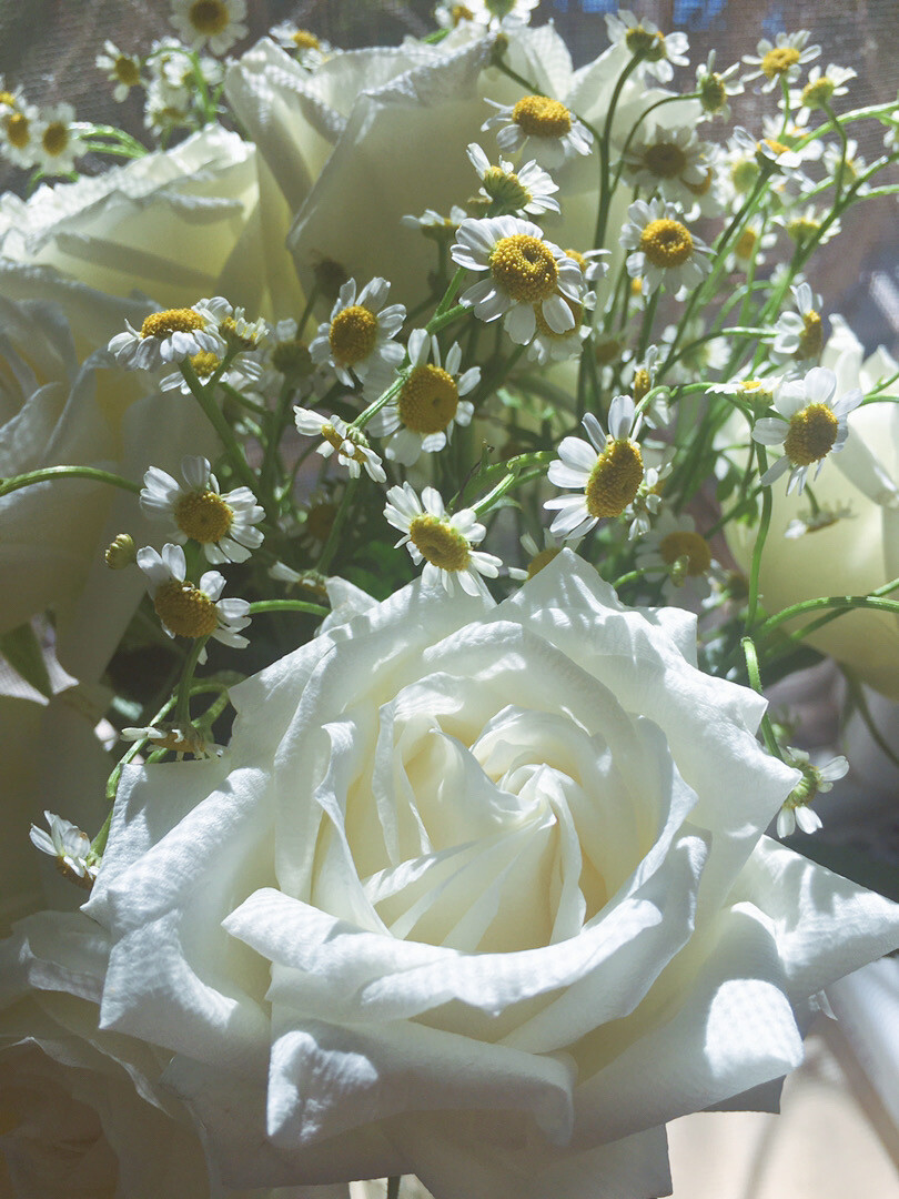 生活中的小美好，花，玫瑰花，洋甘菊