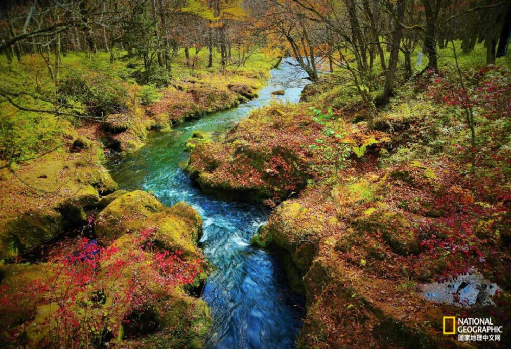 霓虹秋色
日本日光国立公园（Nikko National Park）成立于1934年，被认为是日本最美丽的公园之一。长满青苔的河岸和樱桃红色的叶子与湍急的小溪接壤。摄影：AMANO CHIKARA