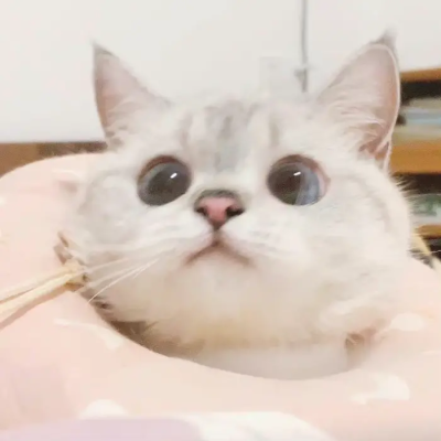 猫咪