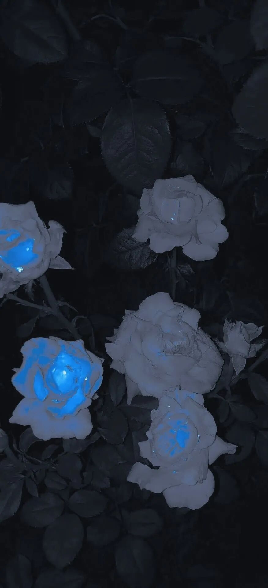 鲜花