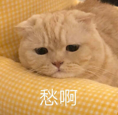 小猫头像