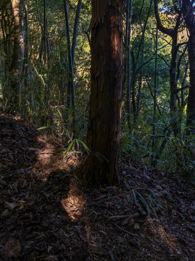 “你可以随时转身，但是不能一直后退。”
——鲍勃·迪伦 ​ ​​​
