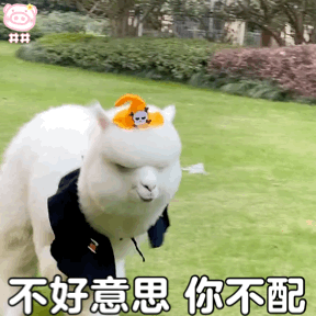 羊驼表情包动图
可爱的表情包