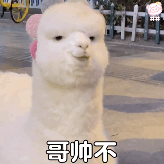 羊驼表情包动图
可爱的表情包